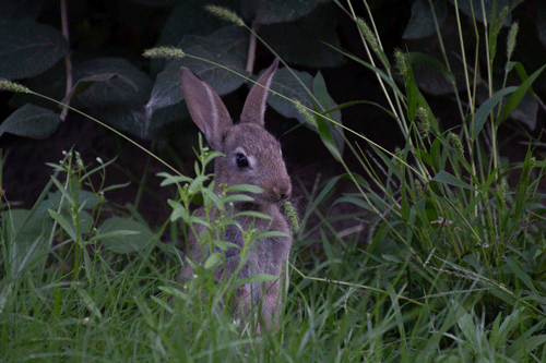 Nachwuchs Kaninchen